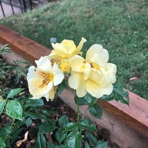 Meet your Posher, Bridget